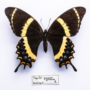 EBAY, Papilionidae, Charaxes, Satyridae for sale on eBay