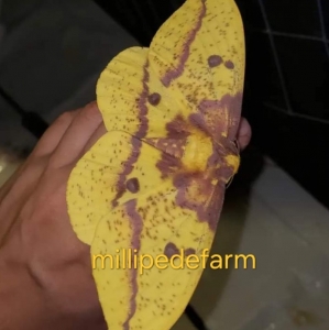 FOR SALE, Eacles imperialis