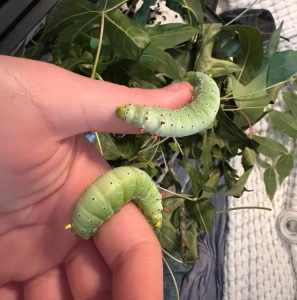 FOR SALE, Promethea Moth cocoons (more being spun)