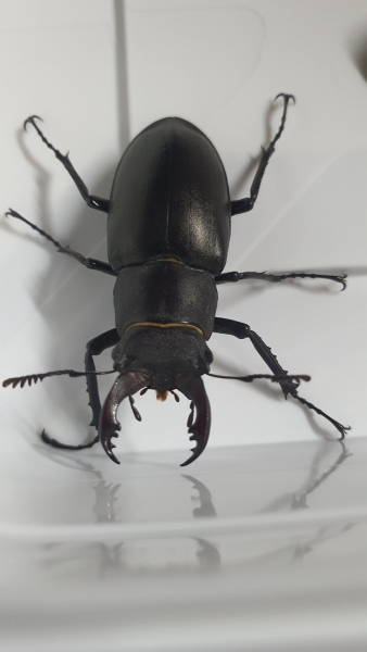 FOR SALE, Coleoptera