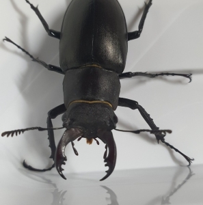 FOR SALE, Coleoptera