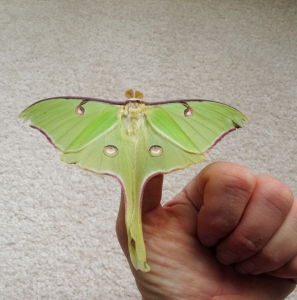 FOR SALE, Luna Moth Eggs for sale