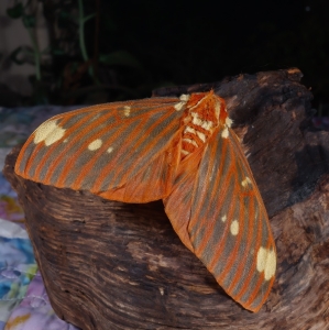 FOR SALE, Citheronia regalis