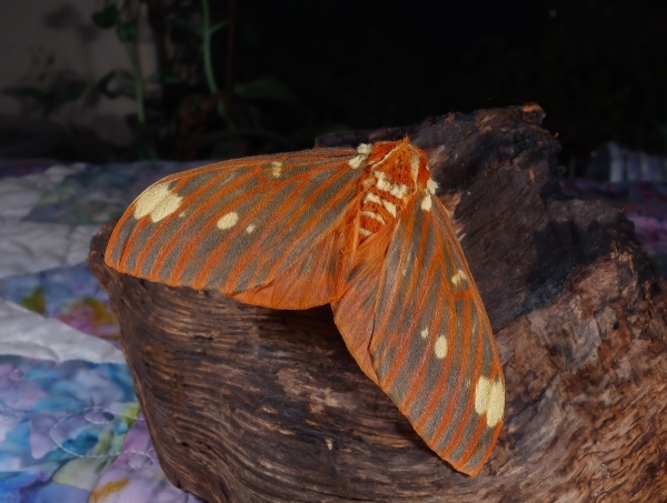 FOR SALE, Citheronia regalis