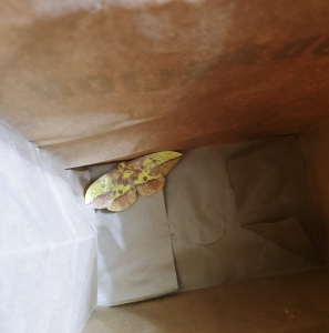 FOR SALE, E. Imperialis Ova