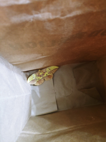 FOR SALE, E. Imperialis Ova