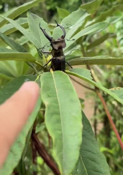 FOR SALE, Stag Beetle