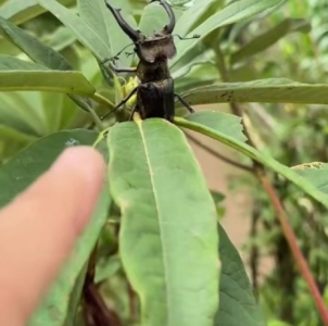 FOR SALE, Stag Beetle 