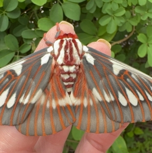 FOR SALE, Citheronia Splendens X Citheronia Regalis ova 