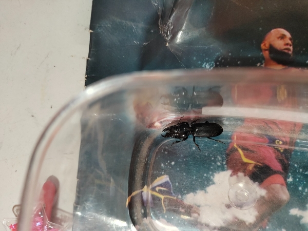 FOR SALE, stag beetal
