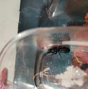 FOR SALE, stag beetal