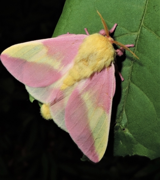 WANT TO BUY, In search of rosy maple and pink stripe oakworm
