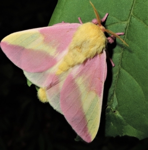 WANT TO BUY, In search of rosy maple and pink stripe oakworm