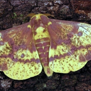 WANT TO BUY, Live moth eggs 