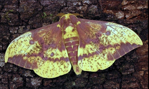 WANT TO BUY, Live moth eggs