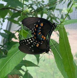 FOR SALE, Spicebush swallowtail 