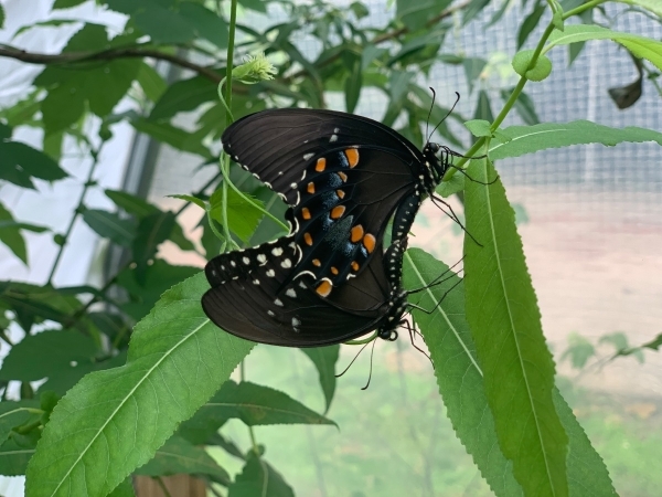 FOR SALE, Spicebush swallowtail