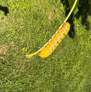 FOR SALE, COCOONS Automeris io