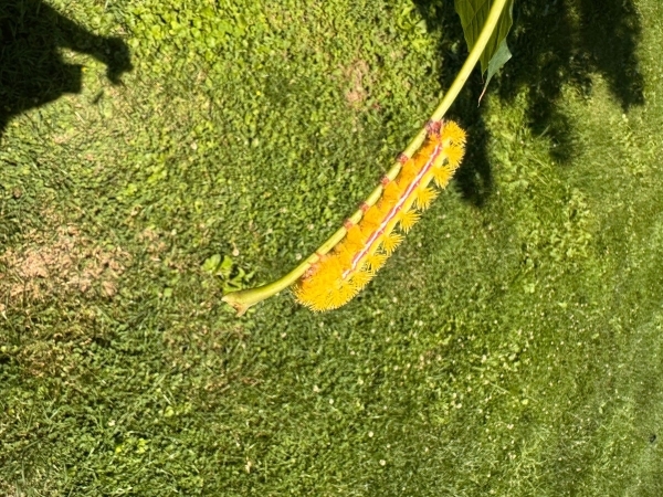 FOR SALE, COCOONS Automeris io