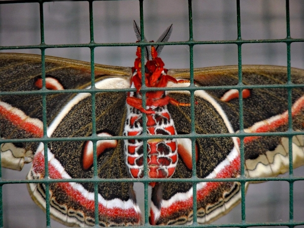 FOR SALE, Cecropia Moth eggs