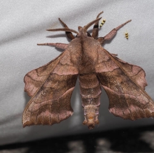 FOR SALE, EGGS Amorpha juglandis 