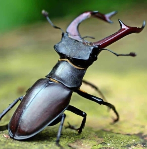 FOR SALE, Stag bettle