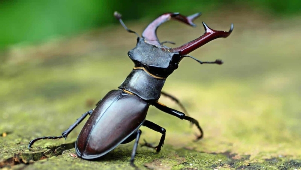 FOR SALE, Stag bettle