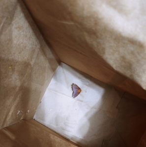 FOR SALE, Pink-Striped Oakworm Moth Ova