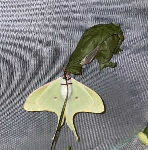 FOR SALE, Actias luna ova