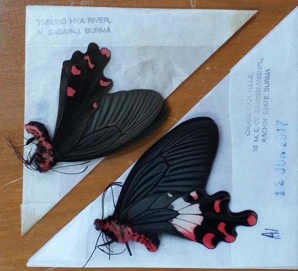 FOR SALE, Papilionidae