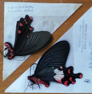 FOR SALE, Papilionidae