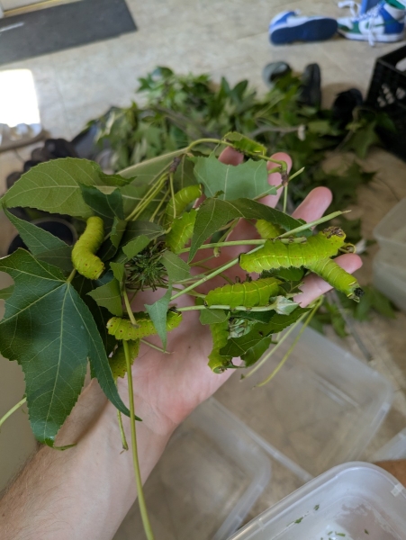 FOR SALE, Actias luna Fresh live cocoons