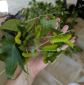 FOR SALE, Actias luna Fresh live cocoons 
