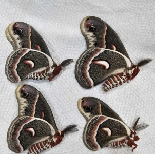 FOR SALE, Hyalophora cecropia Fresh Frozen Specimens