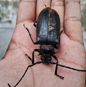 FOR SALE, Stag beetle
