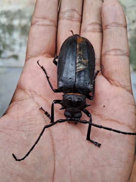 FOR SALE, Stag beetle