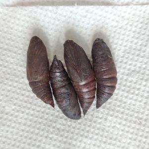 FOR SALE, Fresh Live Amphion floridensis Pupae