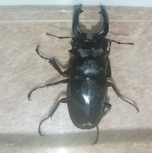 FOR SALE, Stag beetle  |livestock