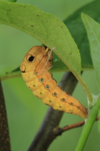 FOR SALE, E tiger and spicebush swallowtail pupa