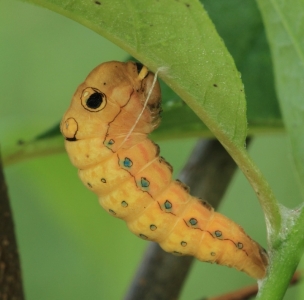 FOR SALE, E tiger and spicebush swallowtail pupa 