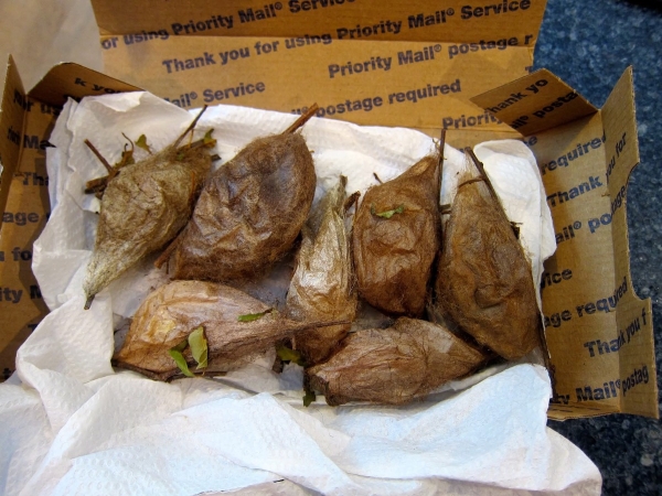 FOR SALE, Cecropia and Polyphemus Cocoons
