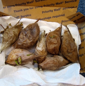 FOR SALE, Cecropia and Polyphemus Cocoons