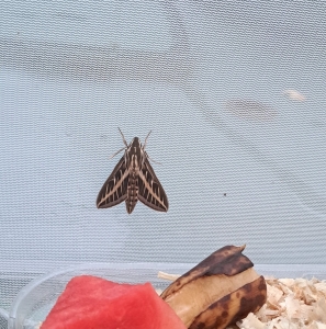 WANT TO BUY, Hyles lineata (white lined spyinx moth)  eggs