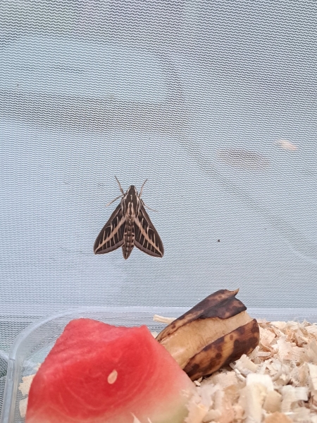 WANT TO BUY, Hyles lineata (white lined spyinx moth) eggs