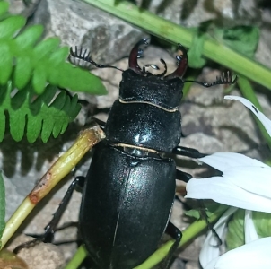 FOR SALE, live stag beetle