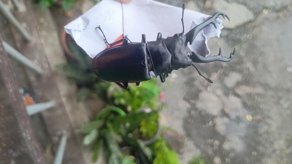 FOR SALE, Stag bettle for sale
