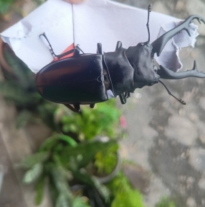 FOR SALE, Stag bettle for sale 
