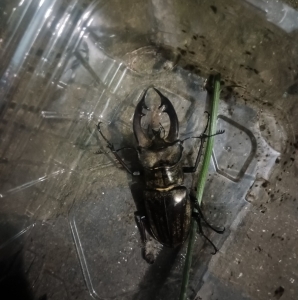 FOR SALE, Stag beetle 