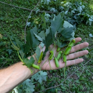 FOR SALE, Fresh Antheraea polyphemus cocoons