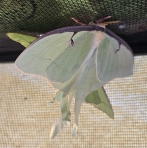 FOR SALE, Luna Moth Eggs 